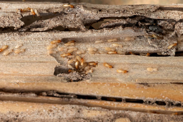 Flea Control Services in Lamar, TX